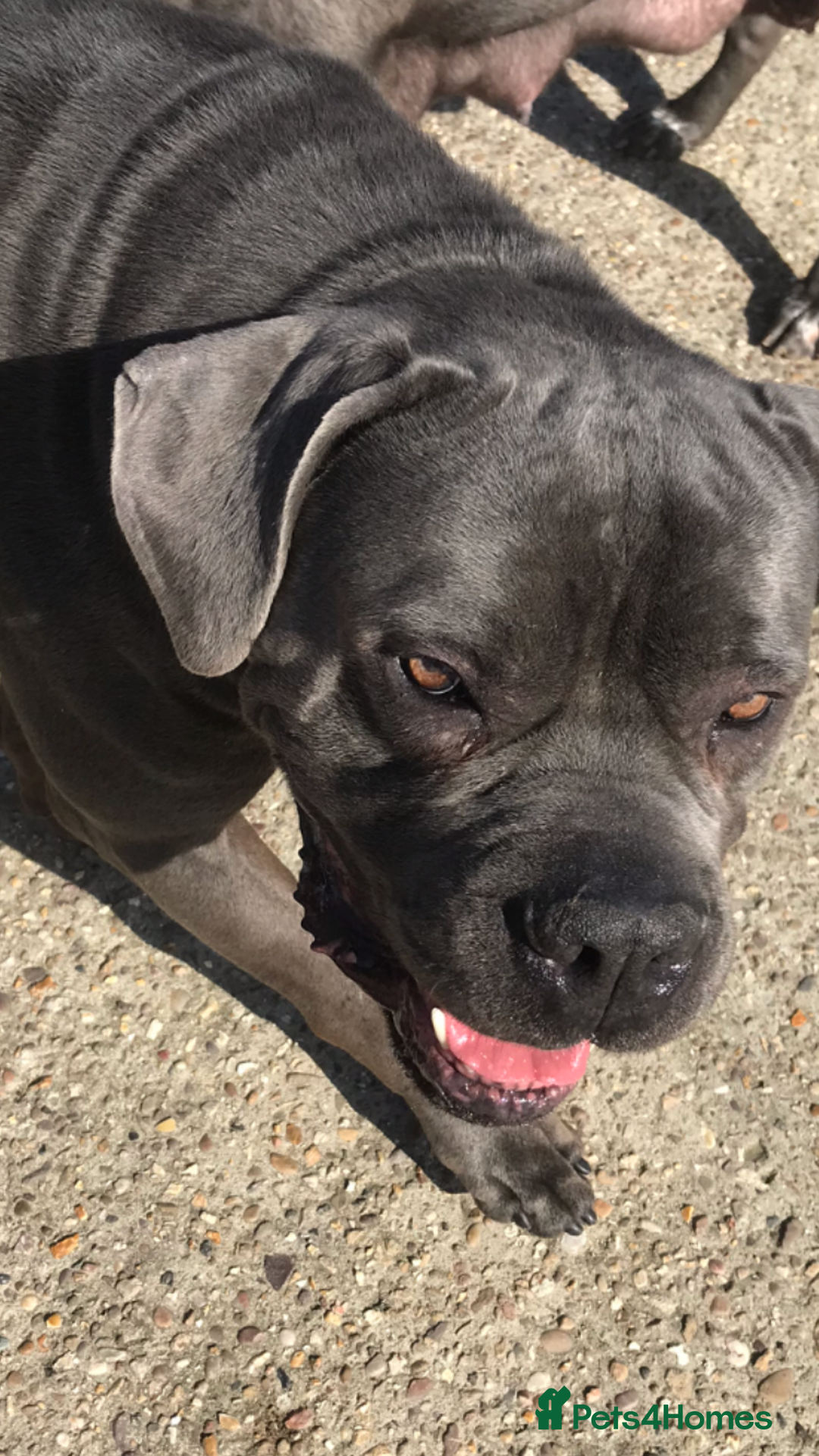 Cane Corso dogs for sale: Beautiful Blue Cane Corso Girls Ready Now - Image 12