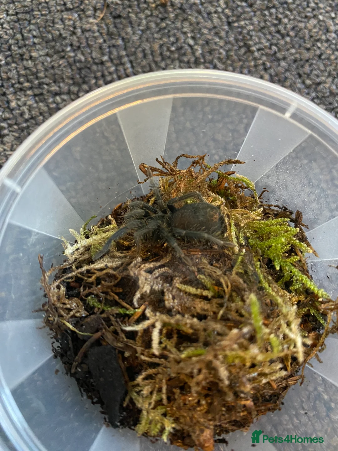 Tarantulas invertebrates for sale: Dominican Purple Tarantula Juvenile  - Advert 2