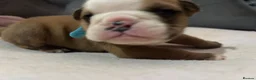 English Bulldog dogs for sale: Ready to leave this weekend  - Advert 14