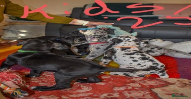 Great Dane dogs Great dane puppies  - Advert 5