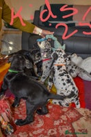 Great Dane dogs Great dane puppies - Advert 8