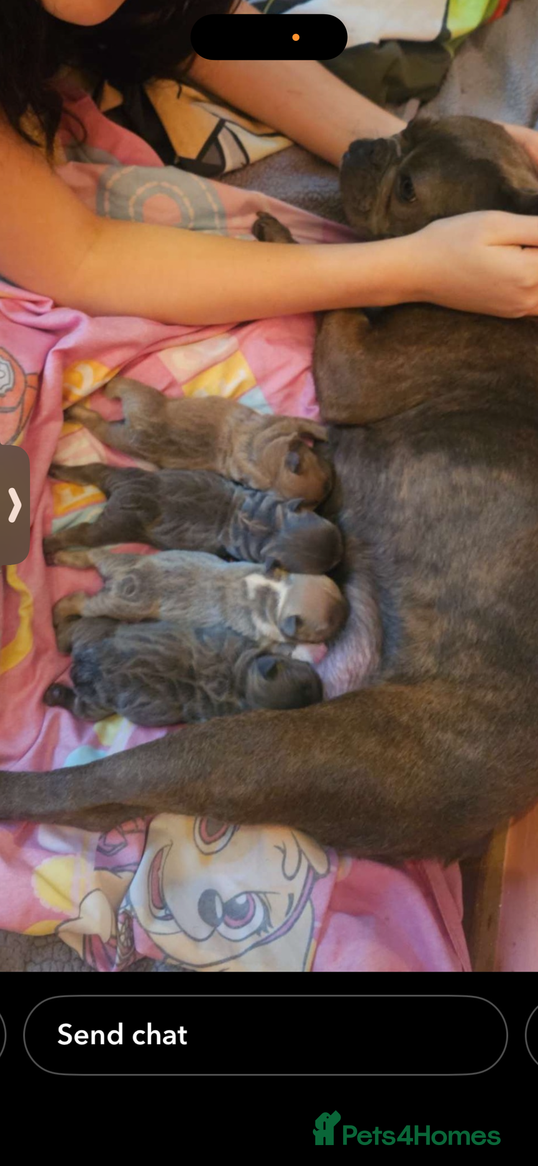 French Bulldog dogs for sale: For sale  - Advert 1