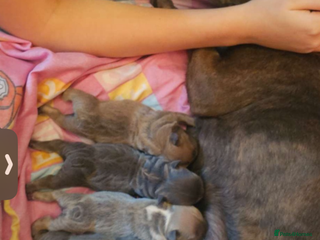 French Bulldog dogs For sale - Advert 1