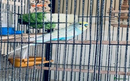 Budgerigars birds for sale: for sale bird and cage in London - Image 1