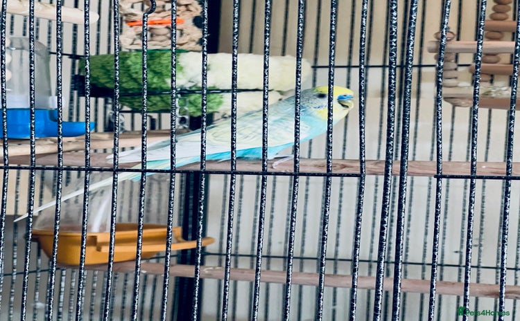 Budgerigars birds in London - Advert 2