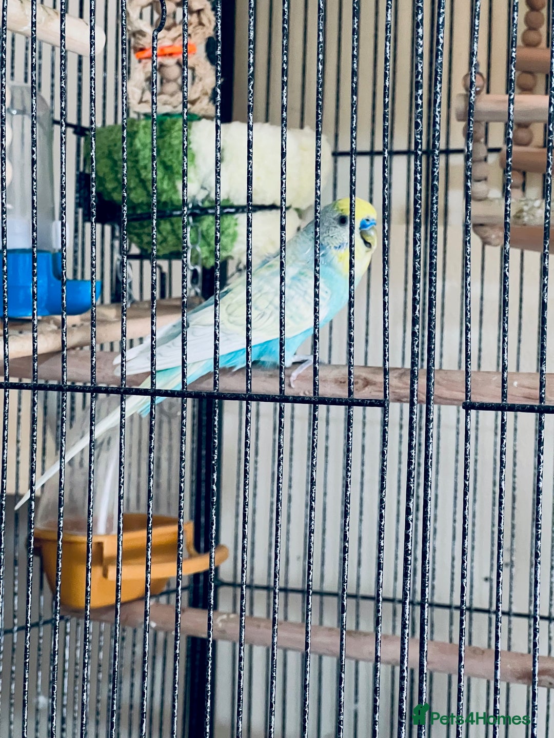 Budgerigars birds for sale: for sale bird and cage in London - Image 1