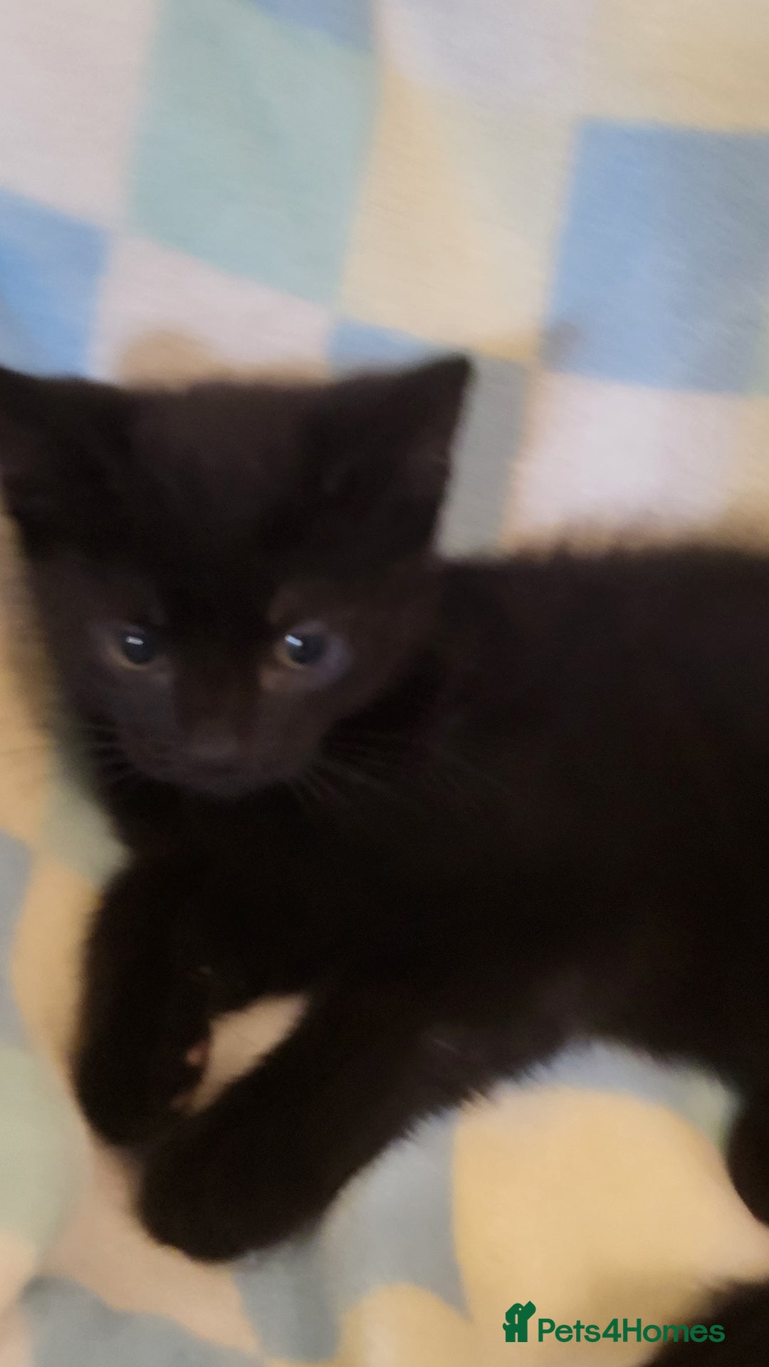 Mixed Breed cats for sale: Kittens Ready Now - Image 5