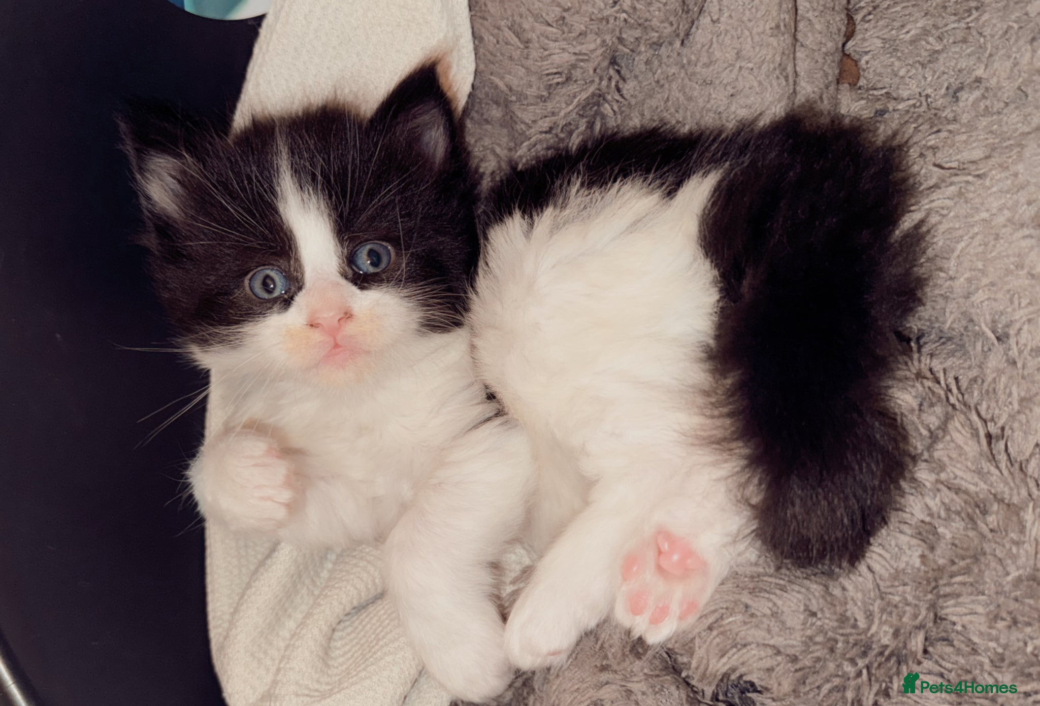 Maine Coon cats 2 MaineCoon Female Kittens Left 🖤 - Advert 1