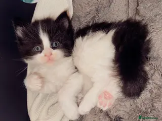 Maine Coon cats 2 MaineCoon Female Kittens Left 🖤 - Advert 1