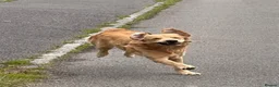 Golden Retriever dogs for sale: Murphy golden retriever  in Cardiff - Advert 10