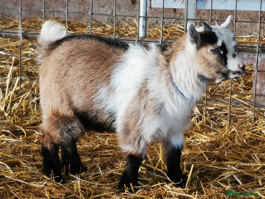 Goats livestock for sale: Gorgeous Wether Pygmy goat kids for Sale.  - Advert 1