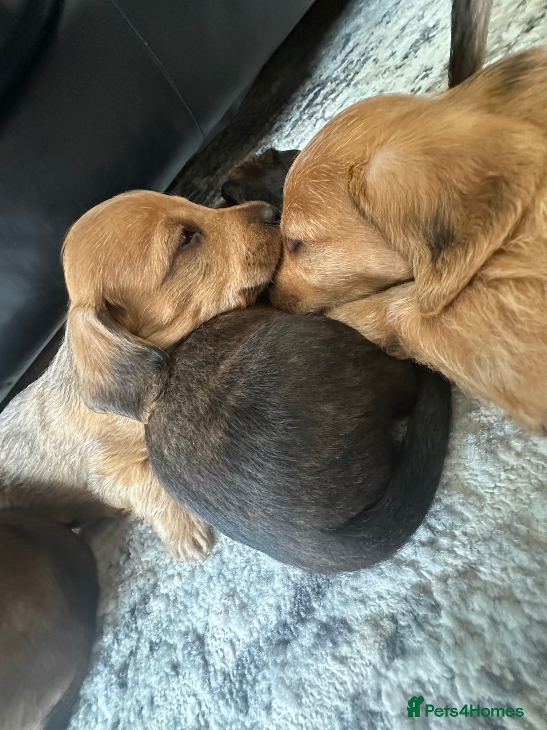 Mixed Breed dogs for sale: Doxiepoo puppys, Dachshund, Poodle - Image 8