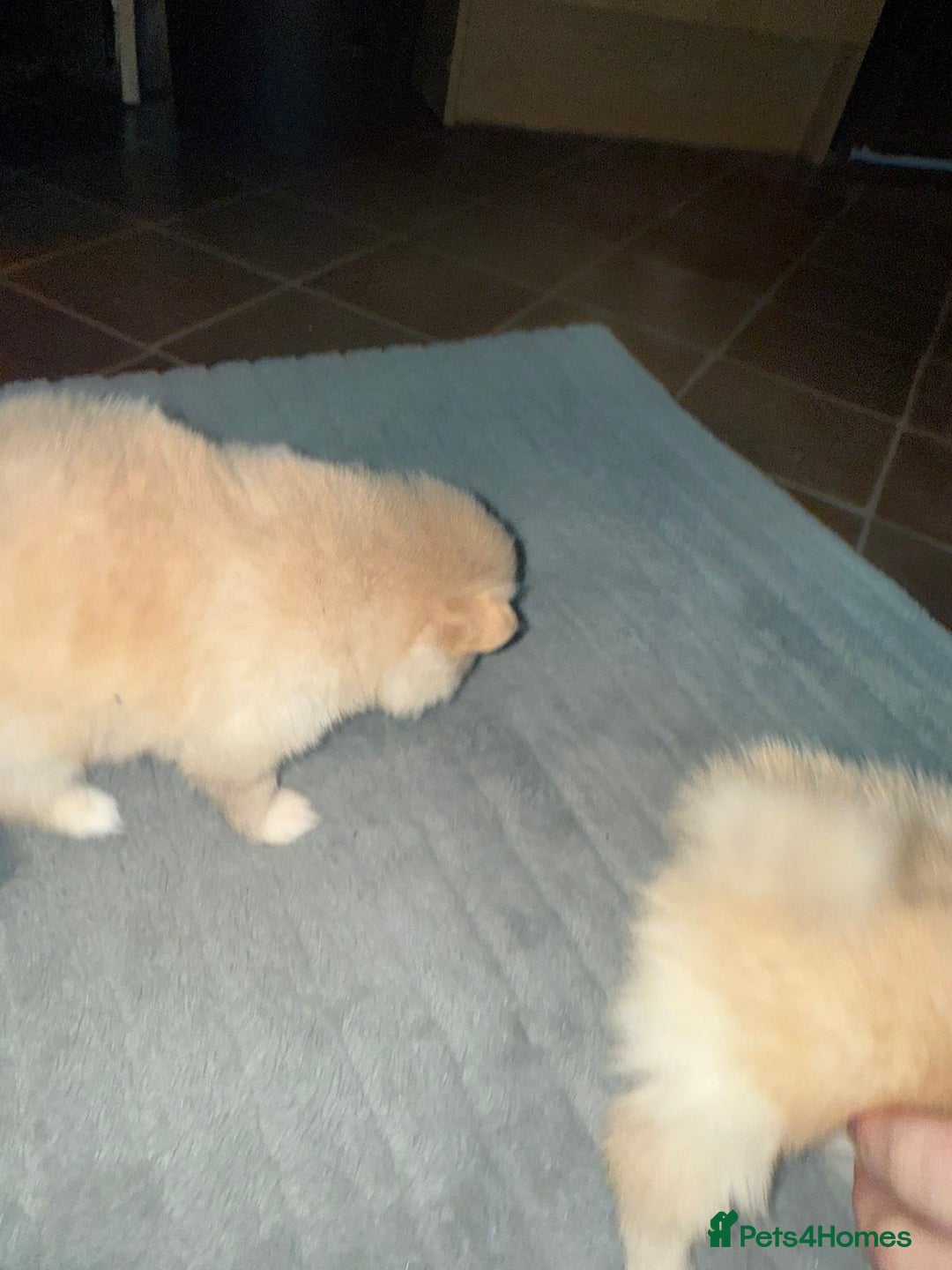 Pomeranian dogs for sale: Two Male Pomeranian’s!  - Advert 17