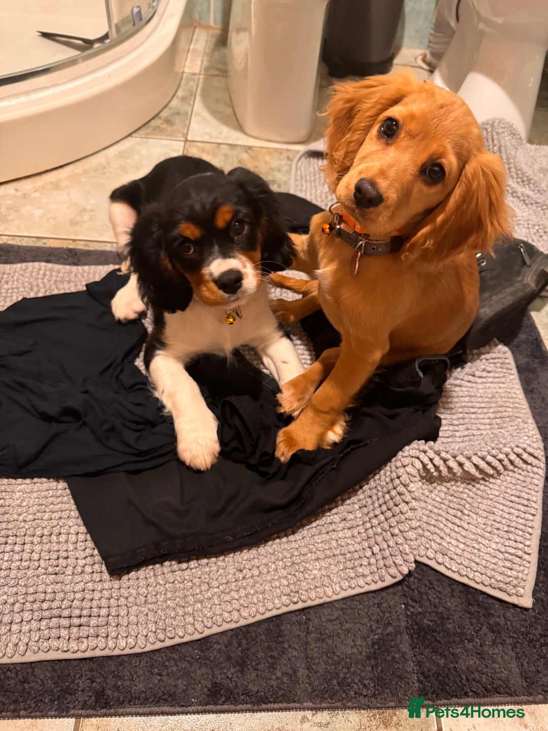Cockalier dogs for sale: Rehoming Two Young Female Spaniels  - Image 18