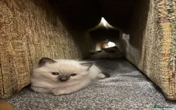 Ragdoll cats for sale: Beautiful ragdoll kittens for sale  - Image 9