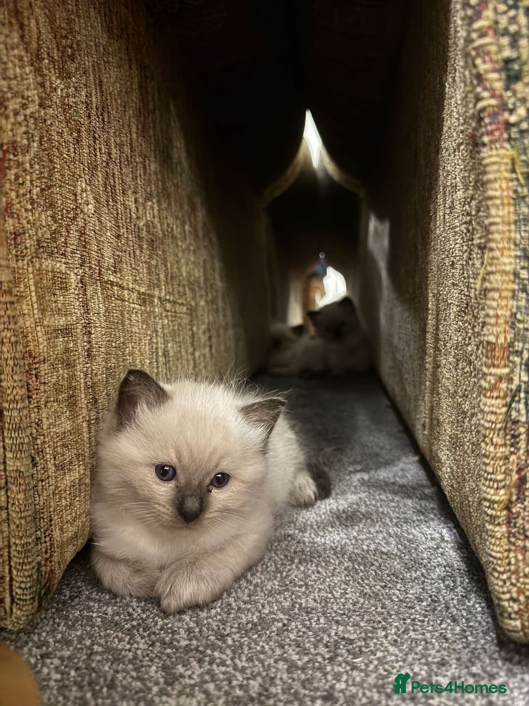 Ragdoll cats for sale: Beautiful ragdoll kittens for sale  - Image 9