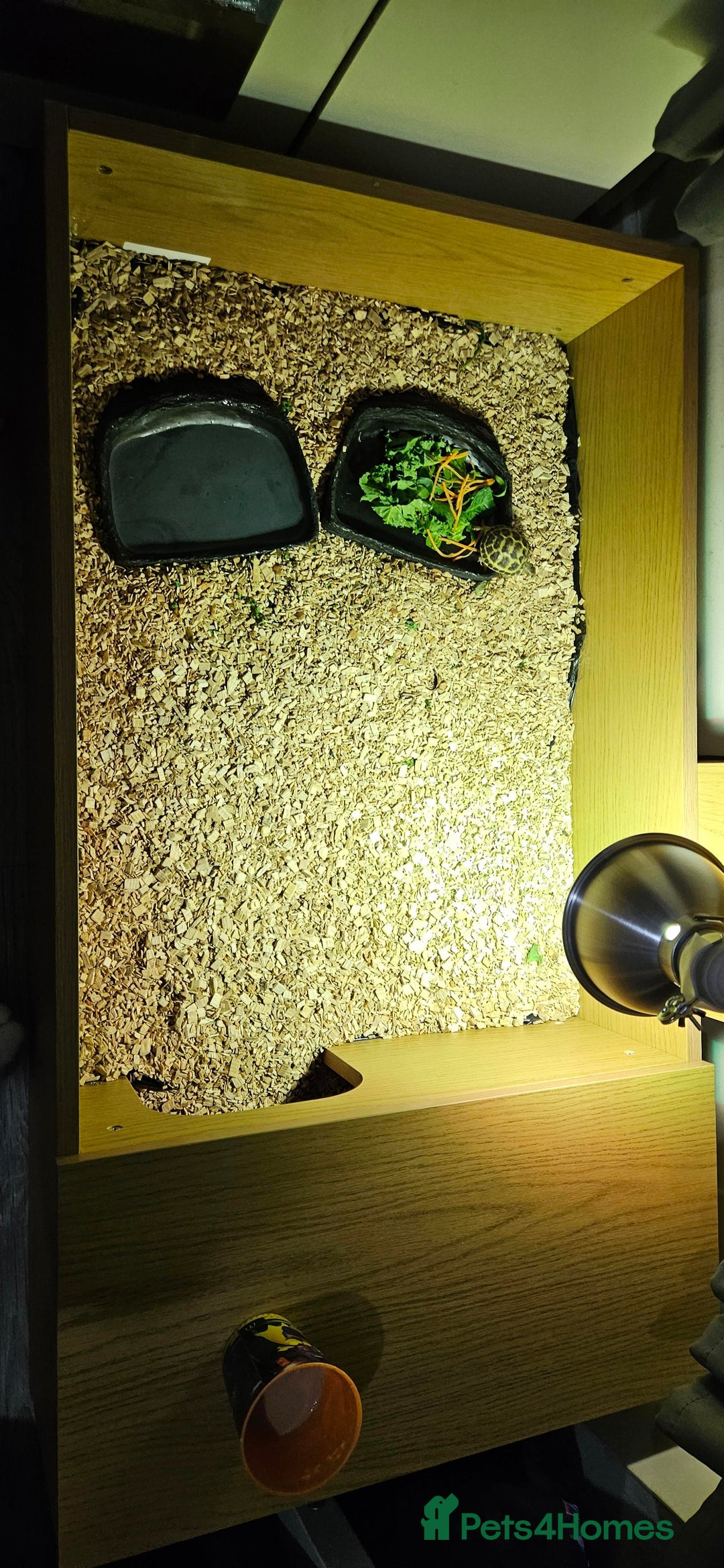 Tortoise reptiles for sale: Horsefield Tortoise and Enclosure. - Advert 1