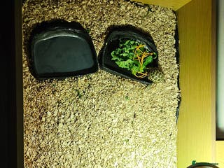 Tortoise reptiles Horsefield Tortoise and Enclosure. - Advert 5