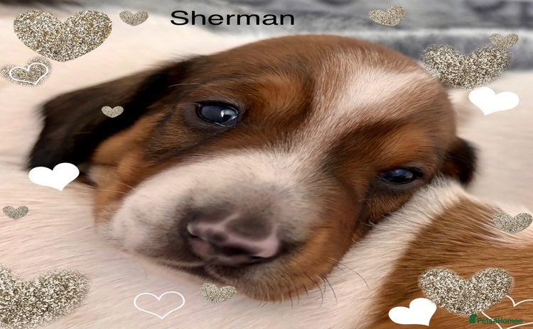 Miniature Dachshund dogs - Advert 2