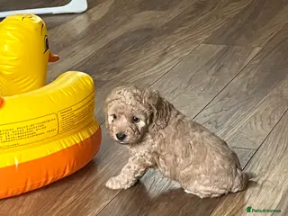 Cockapoo dogs F1B cockapoo puppies - Advert 1