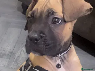 Cane Corso dogs Cane corso - Advert 1