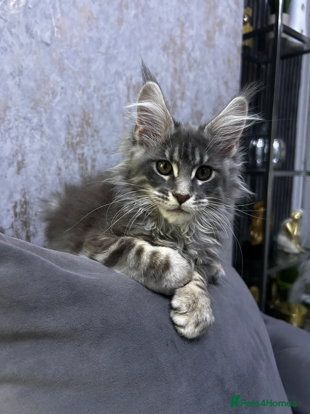 Maine Coon cats for sale: Maine Coon girl ready to go now. - Advert 6