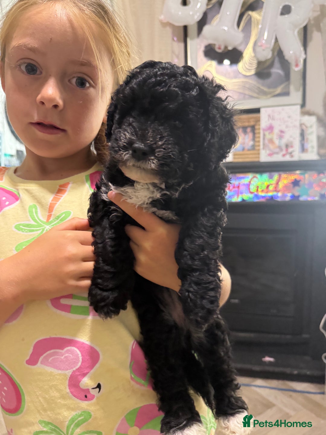 Cockapoo dogs for sale: 🐾ready to leave  black and white cockapoo - Image 28