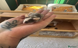 Mouse rodents for sale: Friendly mouse for adoption  - Image 2