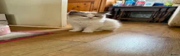 Ragdoll cats for sale: Beautiful Ragdoll kittens  - Advert 13