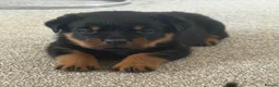 Rottweiler dogs for sale: Rottweiler pups  - Advert 20