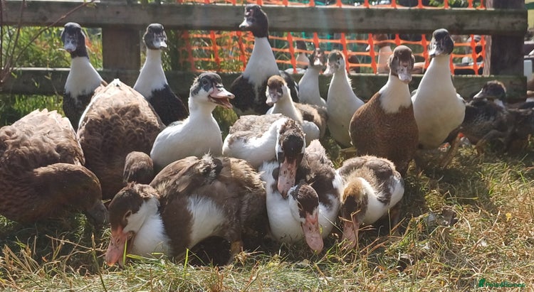 Ducks poultry - Advert 2