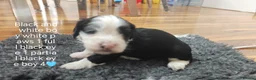 Havanese dogs for sale: Superb litter of K. C Registered havanese puppies - Advert 27