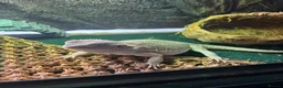 Bearded Dragon reptiles for sale: Zero Morph (RARE) Bearded Dragon in Ossett - Advert 6