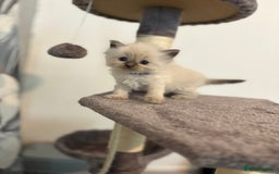 Ragdoll cats for sale: Beautiful ragdoll kittens  - Image 4