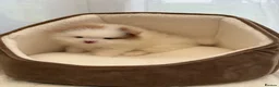Pomeranian dogs for sale: Adorable 🤍 Pomeranian With Sweet Temperament - Advert 14