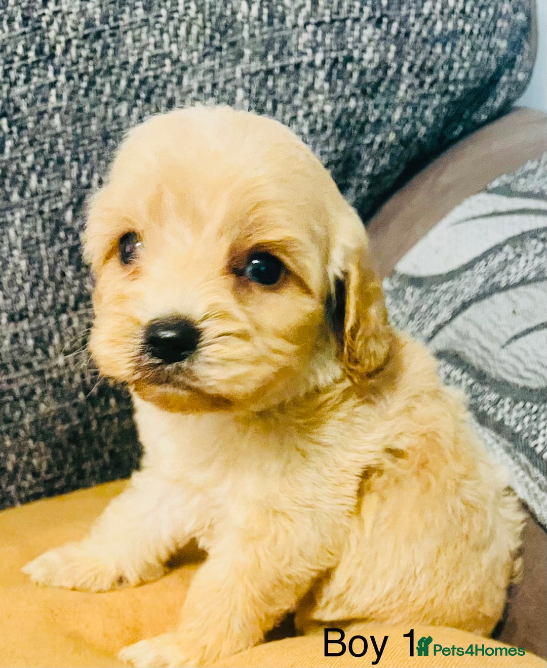 Cavapoochon dogs for sale: Stunning Cavapoochon puppies  - Advert 2