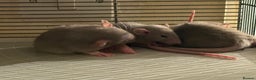 Rat rodents for sale: Adorable baby dumbo rats - Advert 5