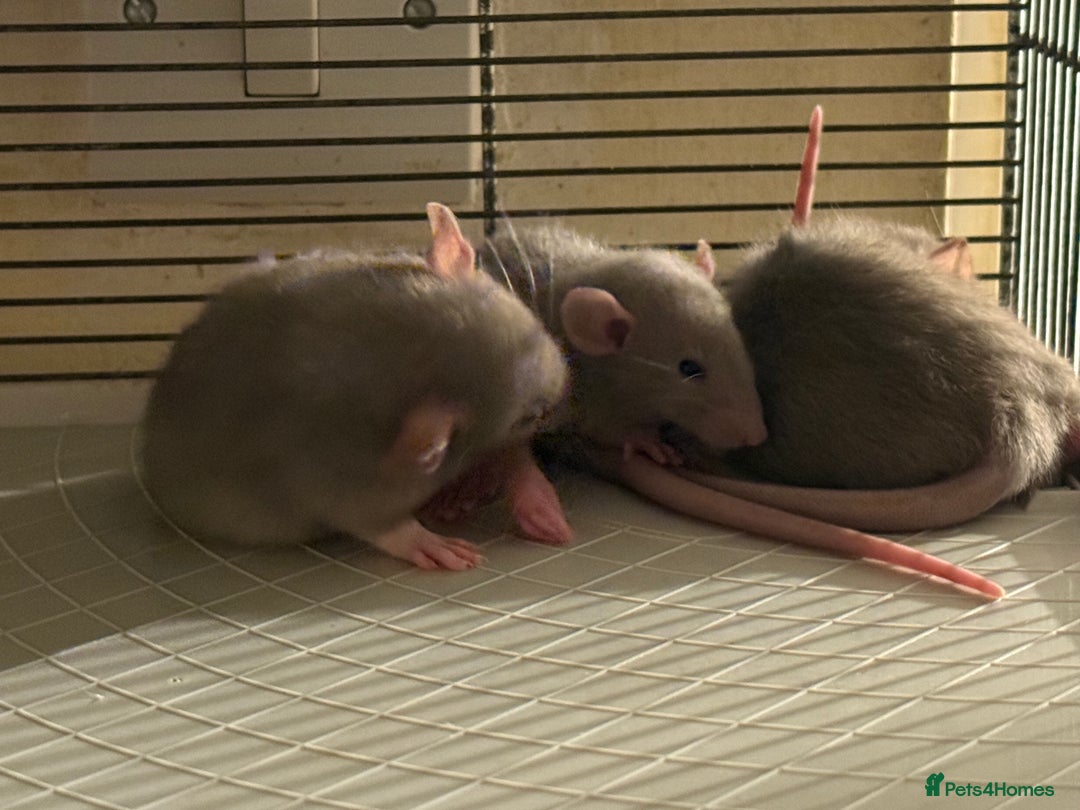 Rat rodents for sale: Adorable baby dumbo rats - Advert 5