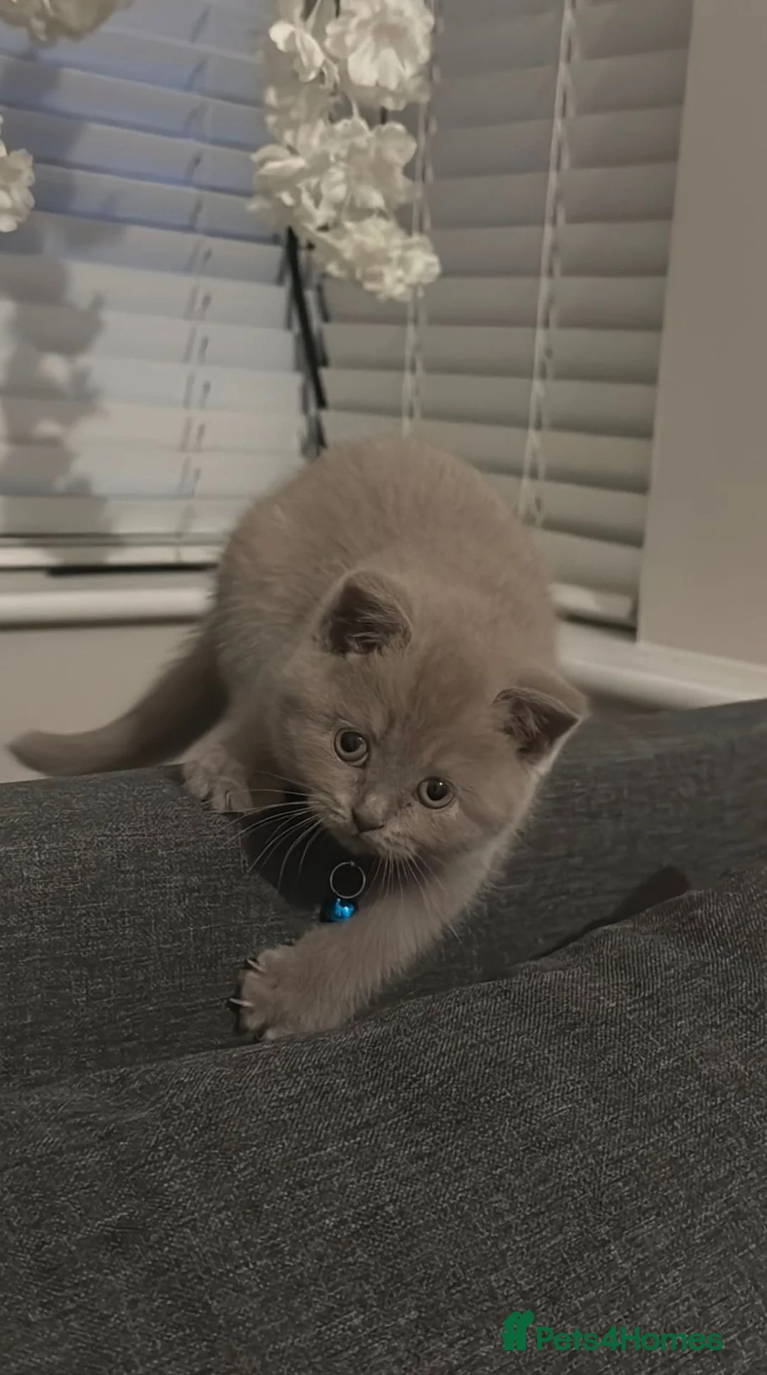 British Shorthair cats for sale: British Shorthair kitten for sale – BOY - Advert 2