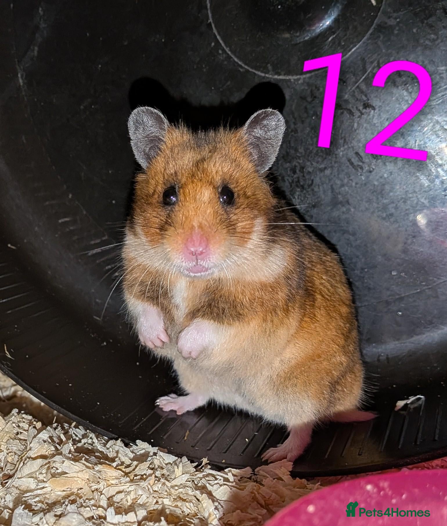Hamster rodents Young Syrian Hamsters - Advert 19