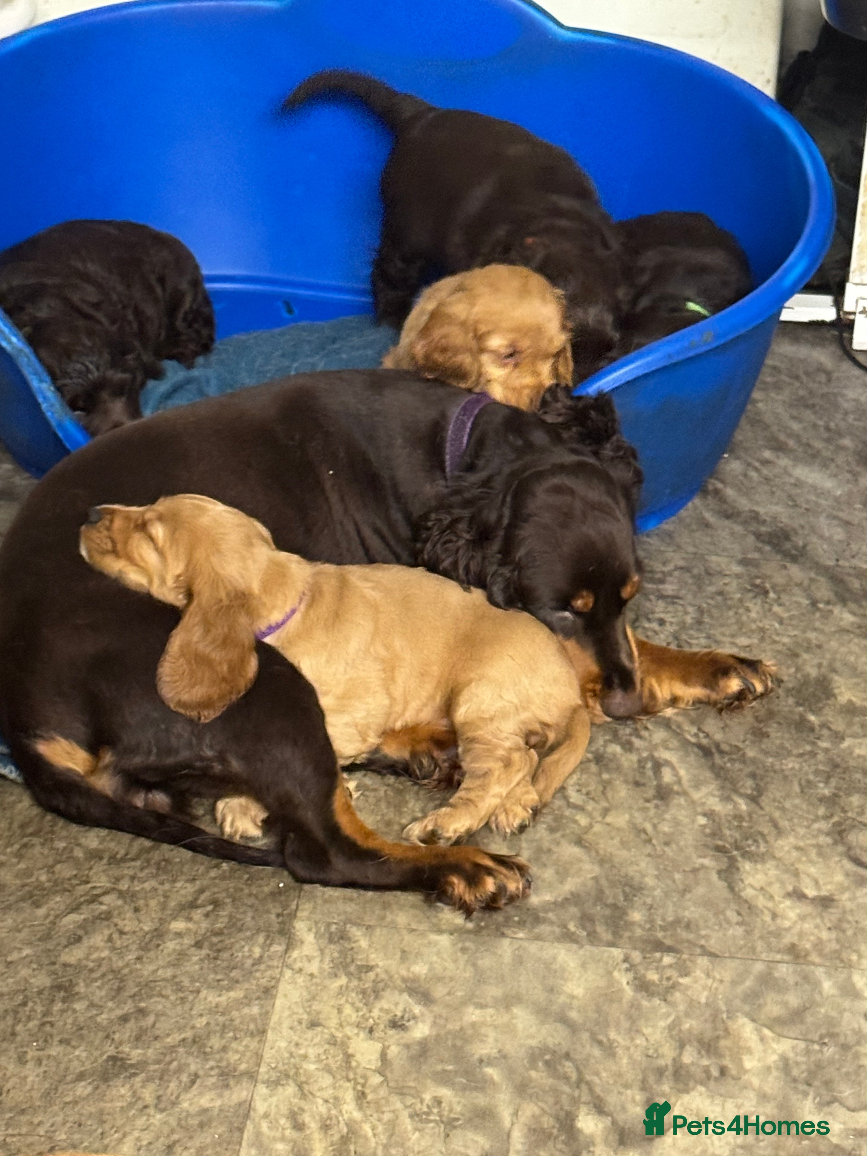 Cocker Spaniel dogs Cocker spaniel puppies  - Advert 13