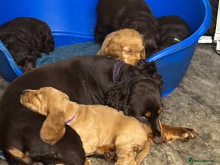 Cocker Spaniel dogs Cocker spaniel puppies - Advert 13