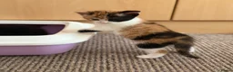 Mixed Breed cats for sale: Kittens Looking for Their Forever Homes!  - Advert 20