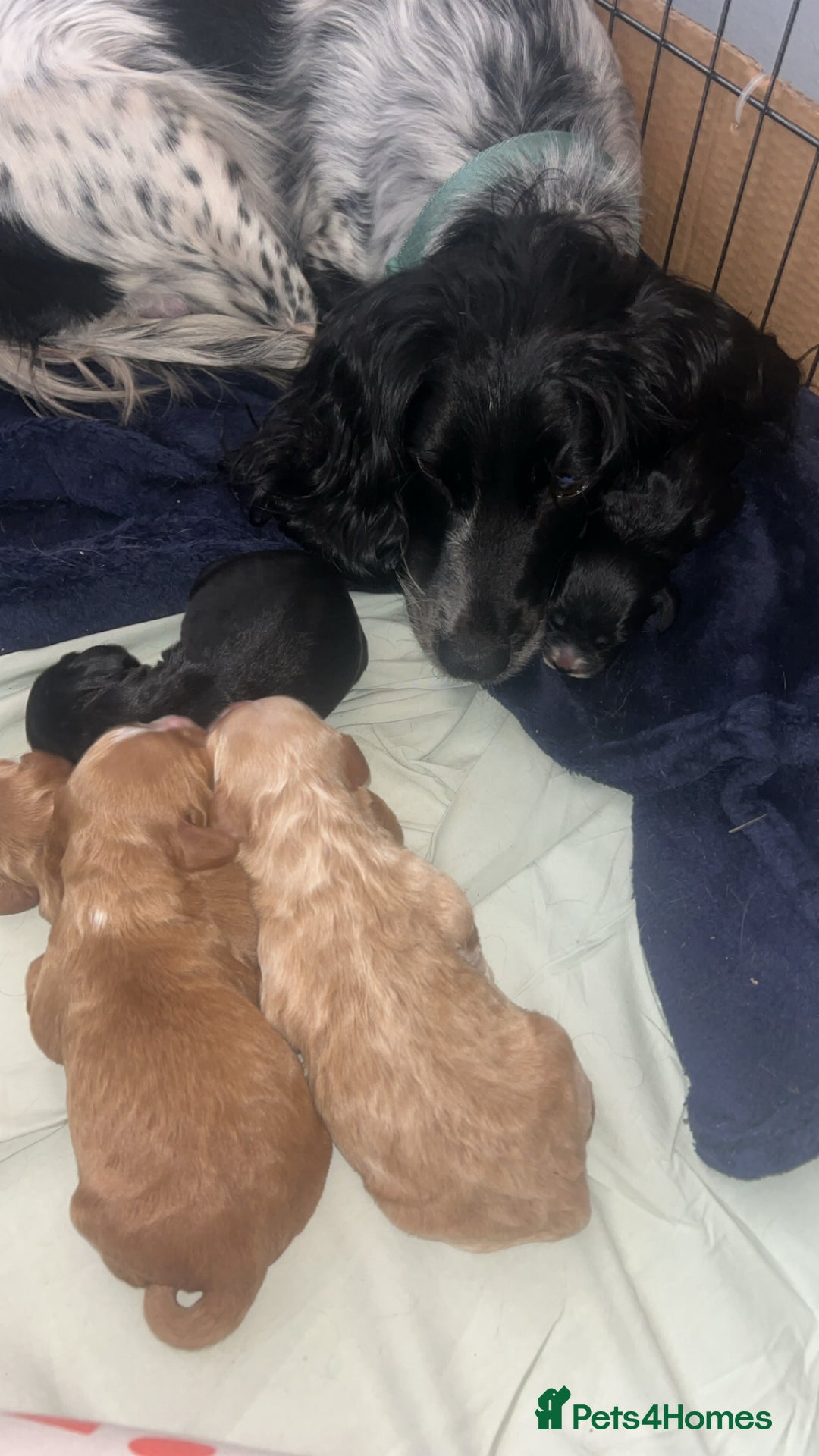Cocker Spaniel dogs for sale: Boy cocker spaniel pup for sale  - Advert 8