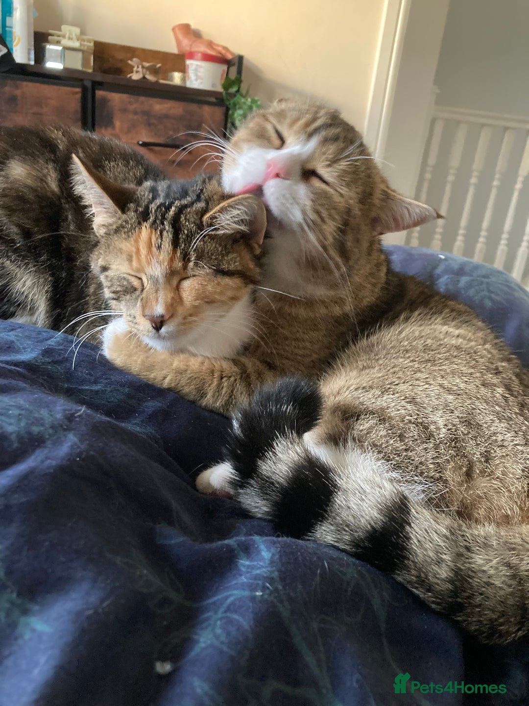 British Shorthair cats for sale: Kittens  - Image 10