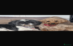 Mixed Breed dogs for sale: 6 Gorgeous Shorkie’s ready 20/12/025 - Advert 8