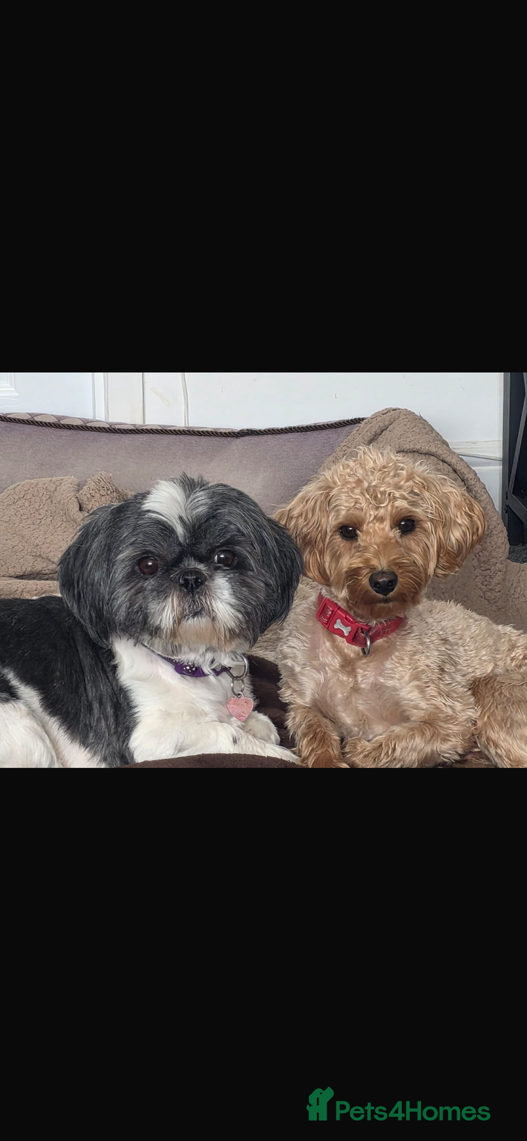 Mixed Breed dogs for sale: 6 Gorgeous Shorkie’s ready 20/12/025 - Advert 8