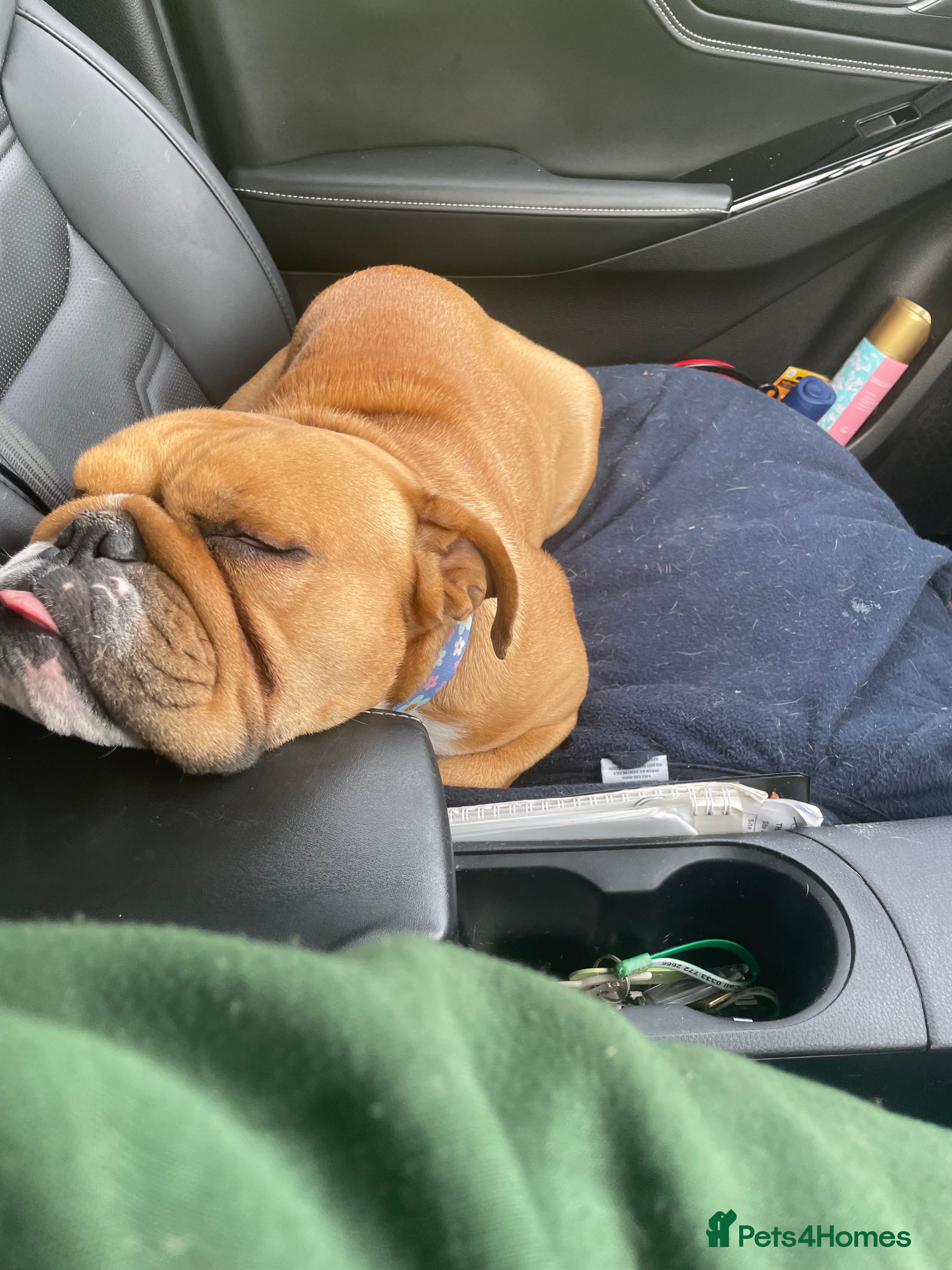 English Bulldog dogs Rehoming mable - Advert 1