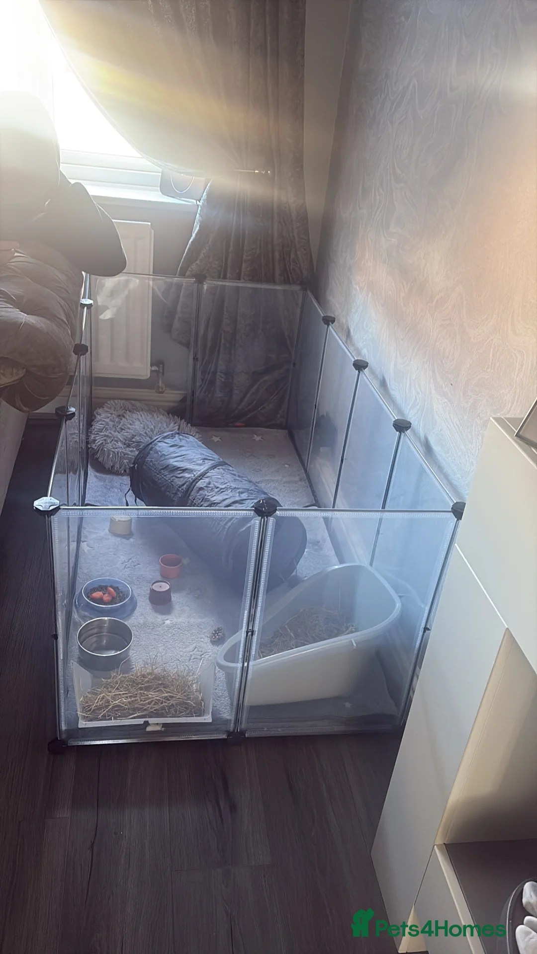 Guinea Pig rodents for sale: Guinea pig  in Newcastle upon Tyne - Advert 4