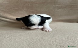 Coton De Tulear dogs for sale: Coton de Tulear puppies  - Image 19